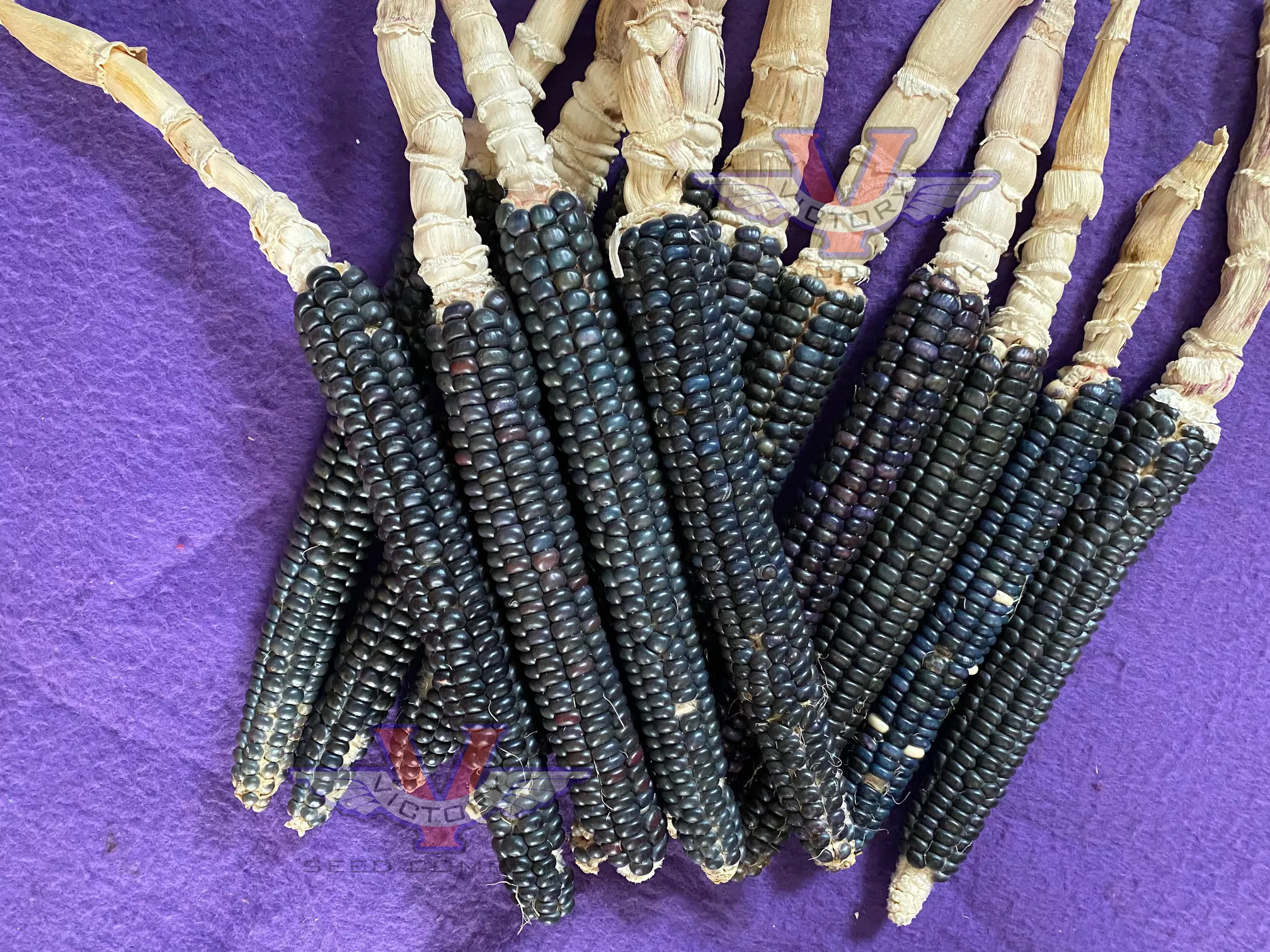 Blue Mesa Maize Flour Corn