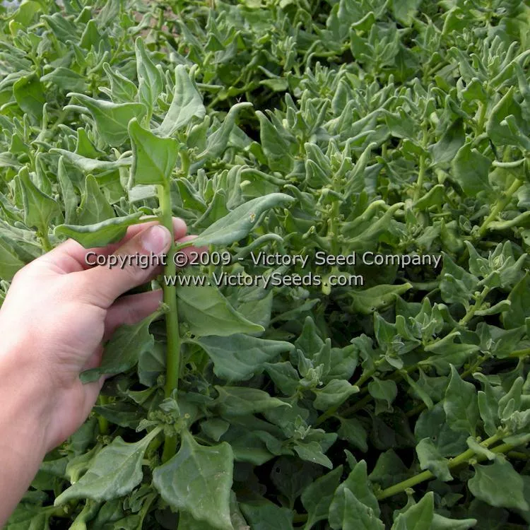 New Zealand Spinach