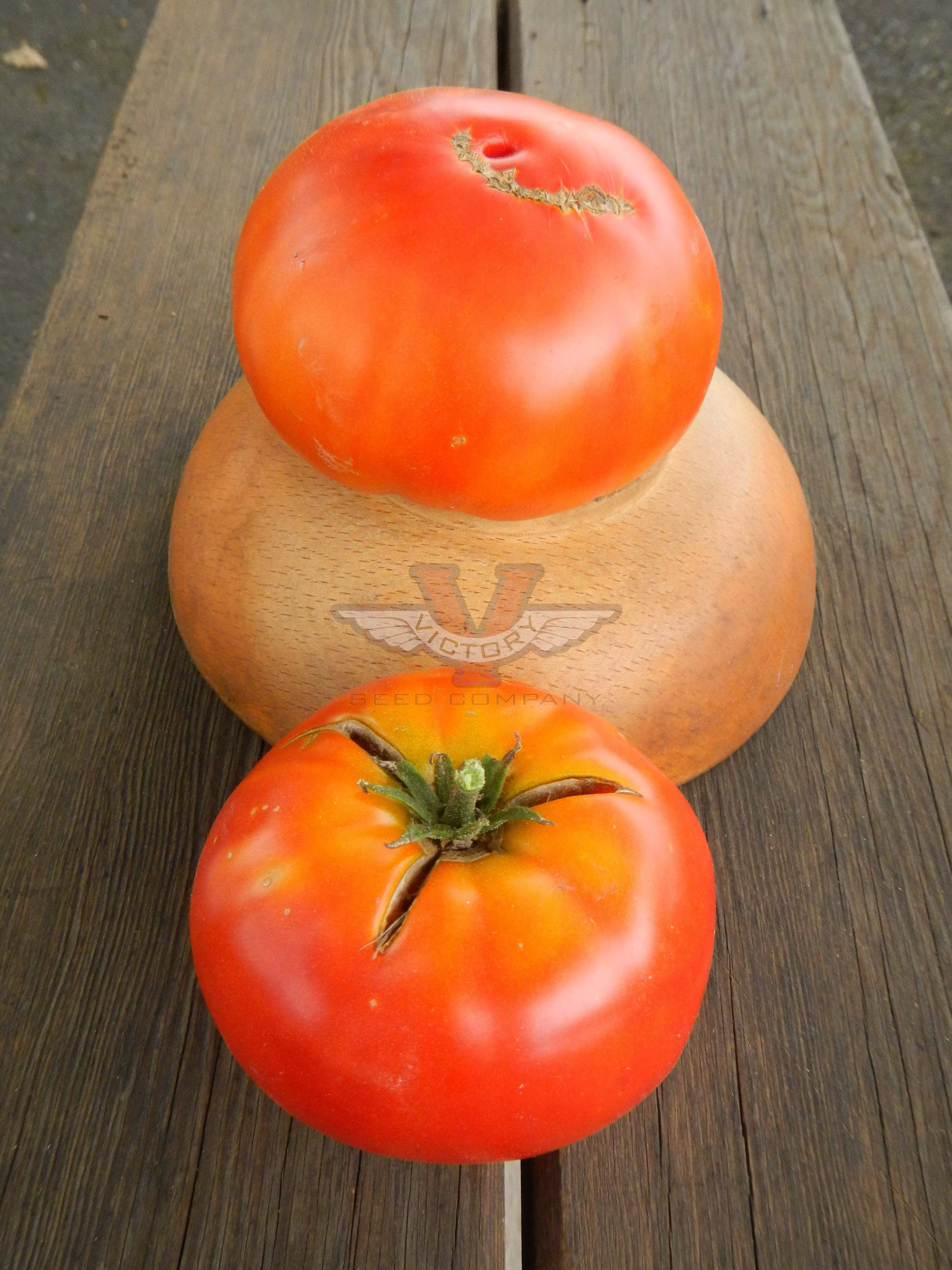 Dwarf Harmonic Convergence Tomato