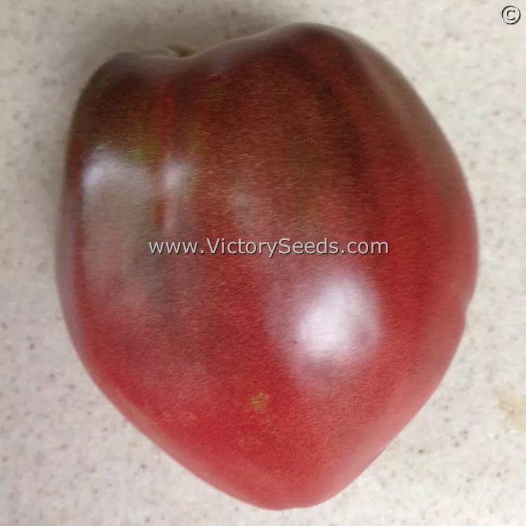 Cherokee Purple Heart Tomato