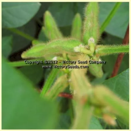 Jacques Brown Soybean