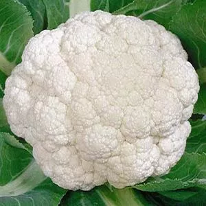 Snowball Y Improved Cauliflower