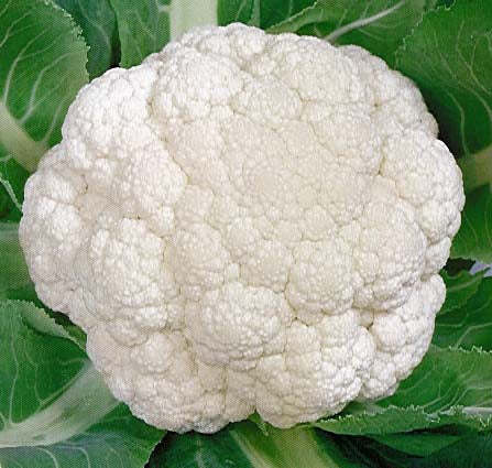 Snowball Y Improved Cauliflower