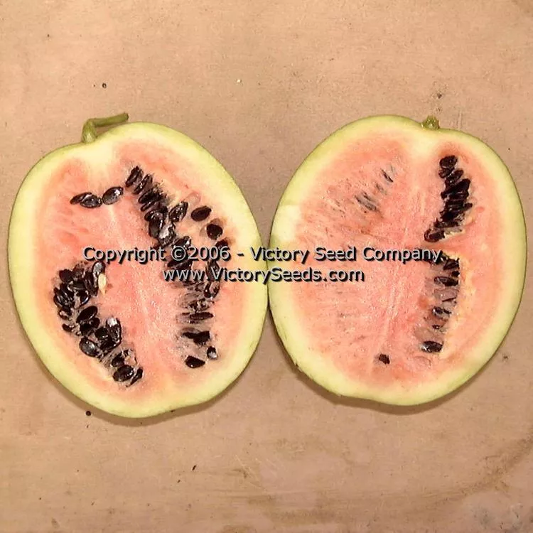 Arikara Watermelon