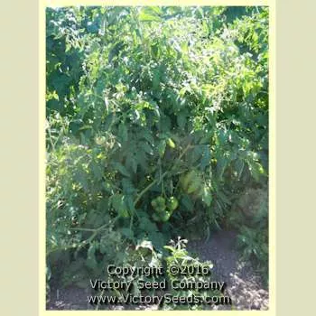 Loran Blood Tomato