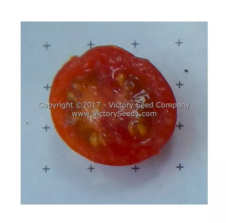 Velvet Red Tomato