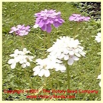 Dwarf Candytuft