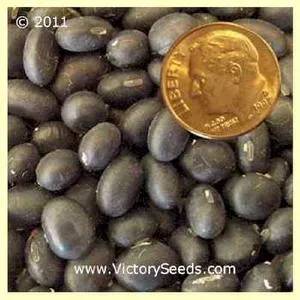Kuromane Soybean