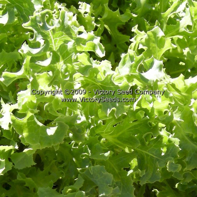 Tango Leaf Lettuce
