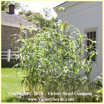 Mixed Colors Broom Corn