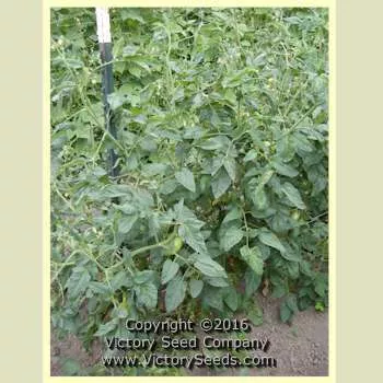 Dot's Delight Tomato