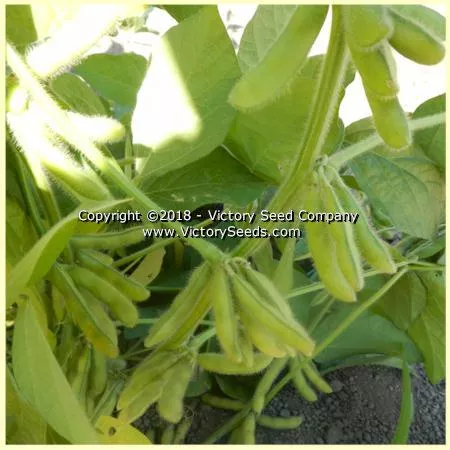 Canatto Soybean