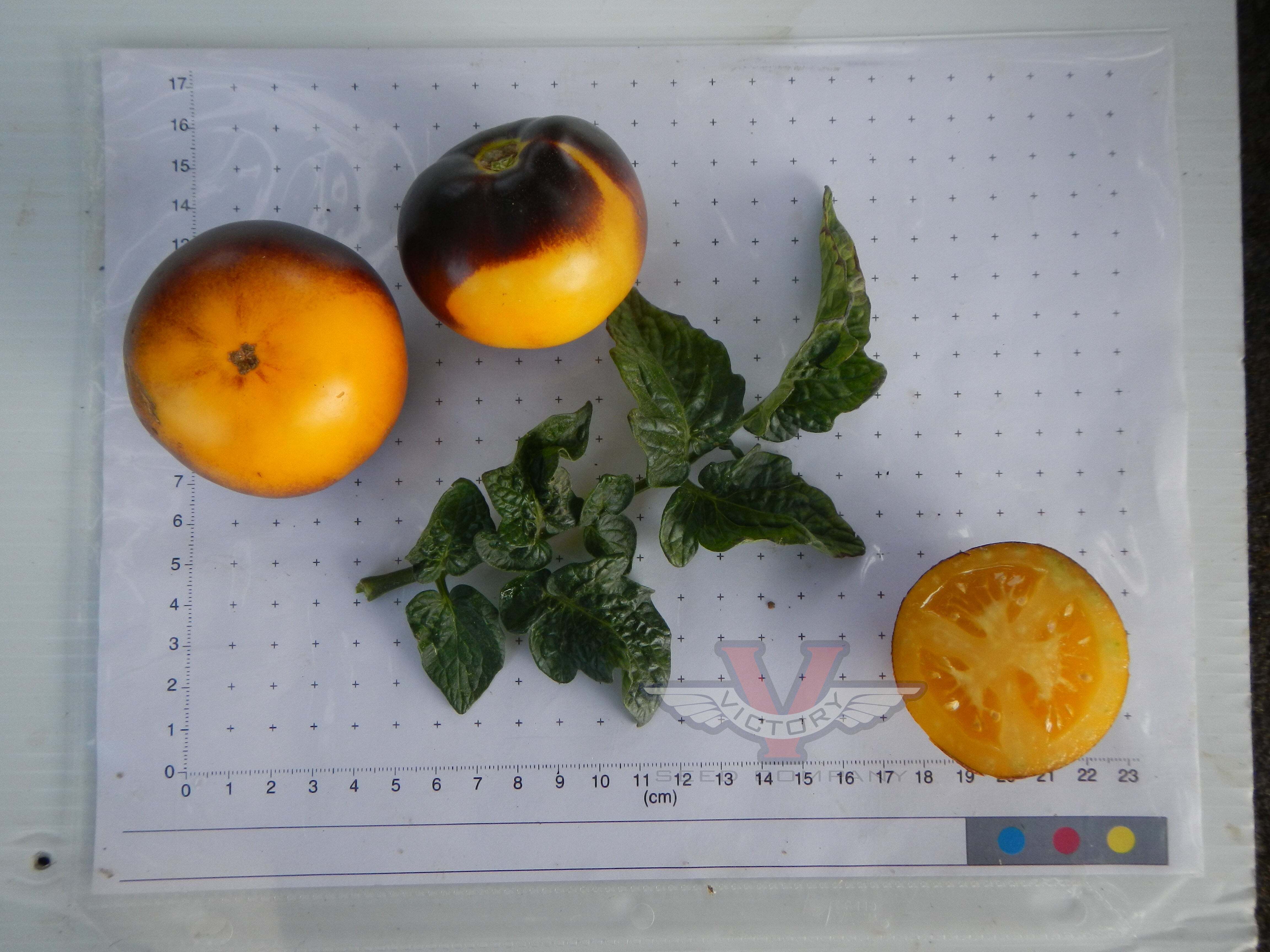 Gondwana Moon Tomato