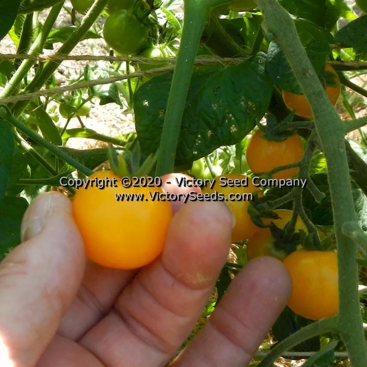 Galina Tomato