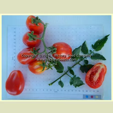 King Humbert (Roi Umberto) Tomato