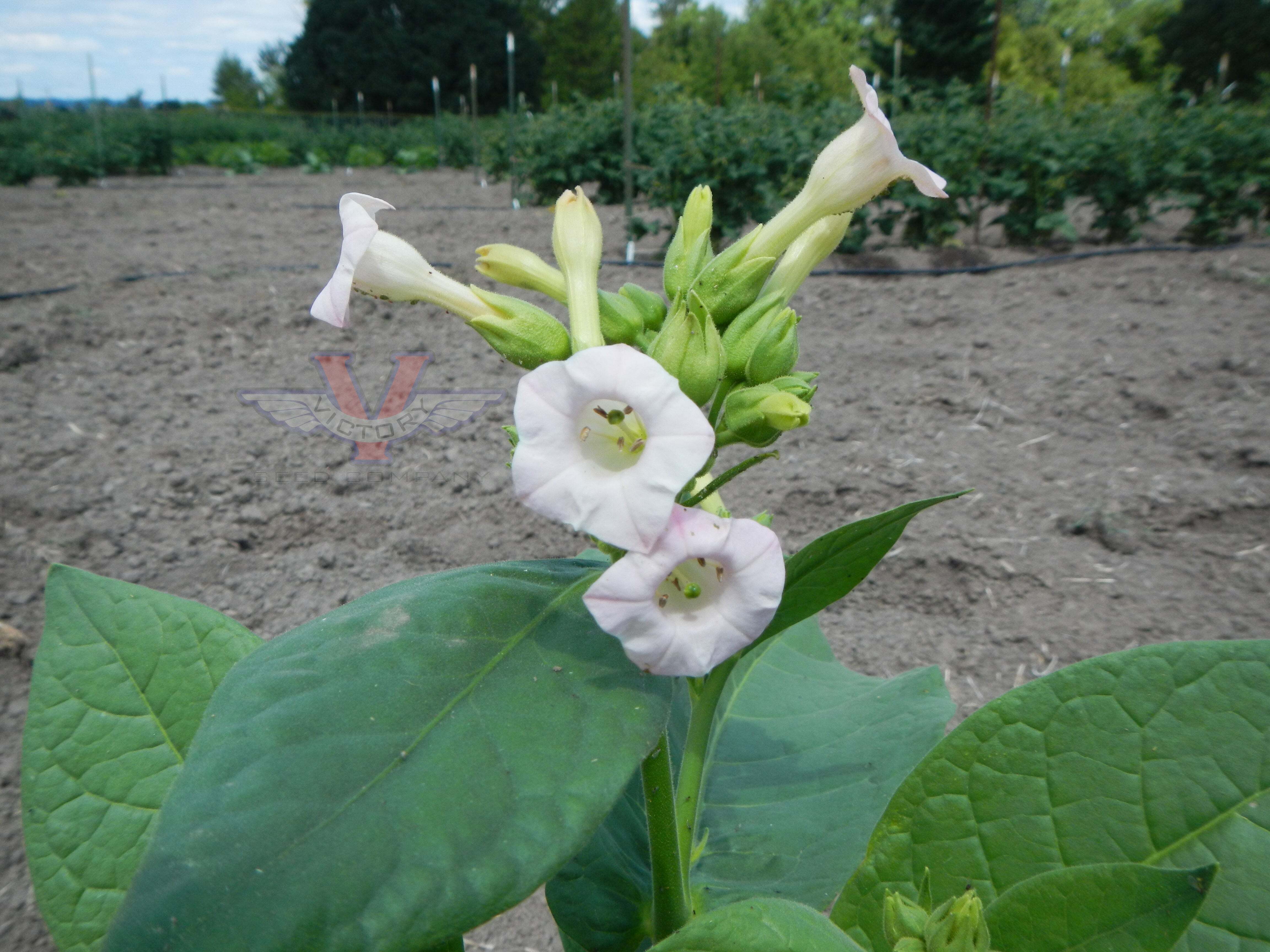 Ahus Tobacco