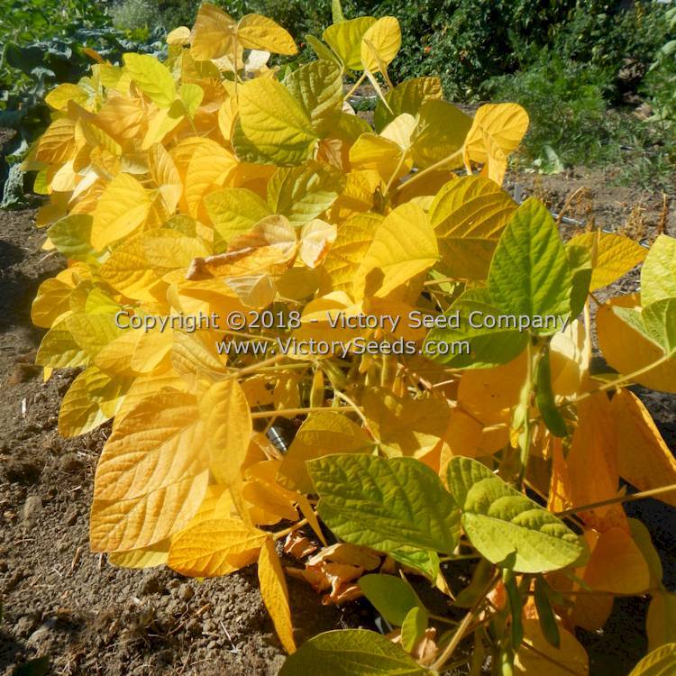 Black Pearl Soybean