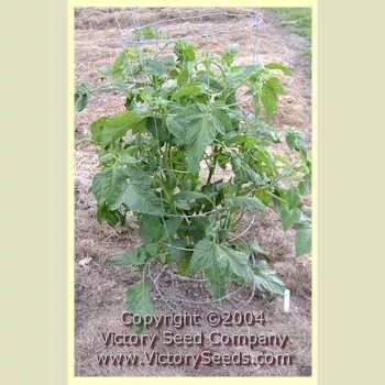 Pruden's Purple Tomato