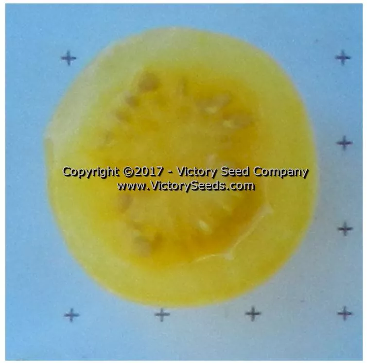 White Cherry Tomato