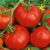 Ace 55 VF Tomato