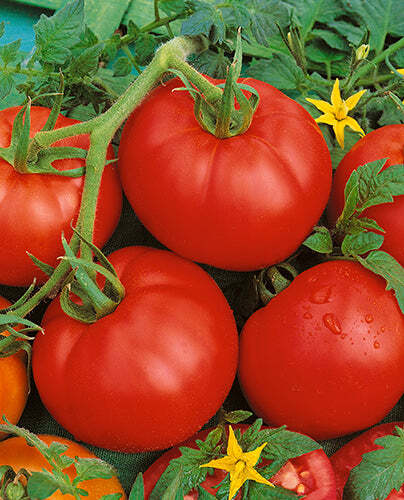 Ace 55 VF Tomato