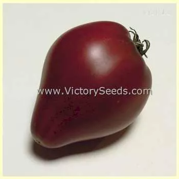 Dwarf Purple Heart Tomato