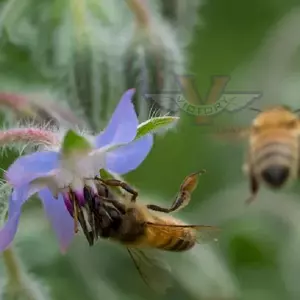 Borage