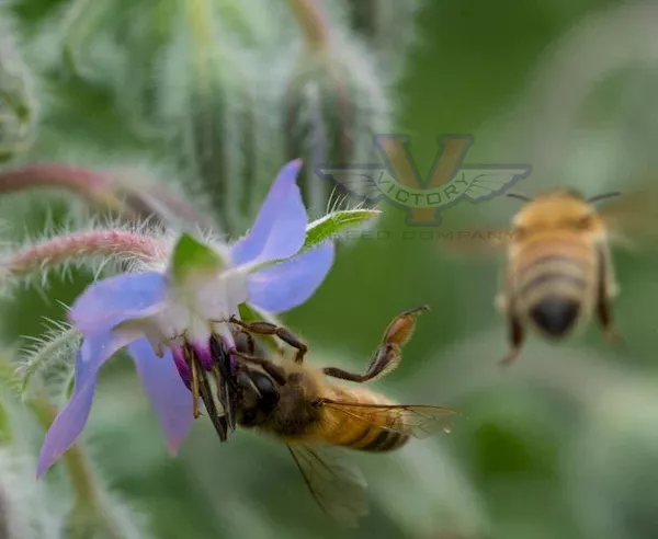 Borage