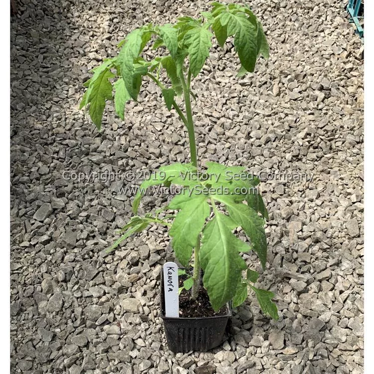 Kanora Tomato