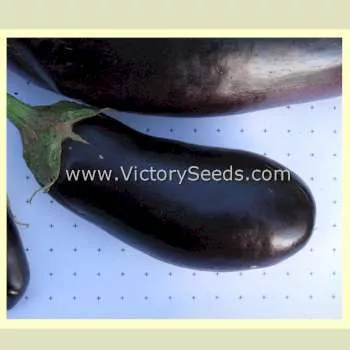 Diamond Eggplant
