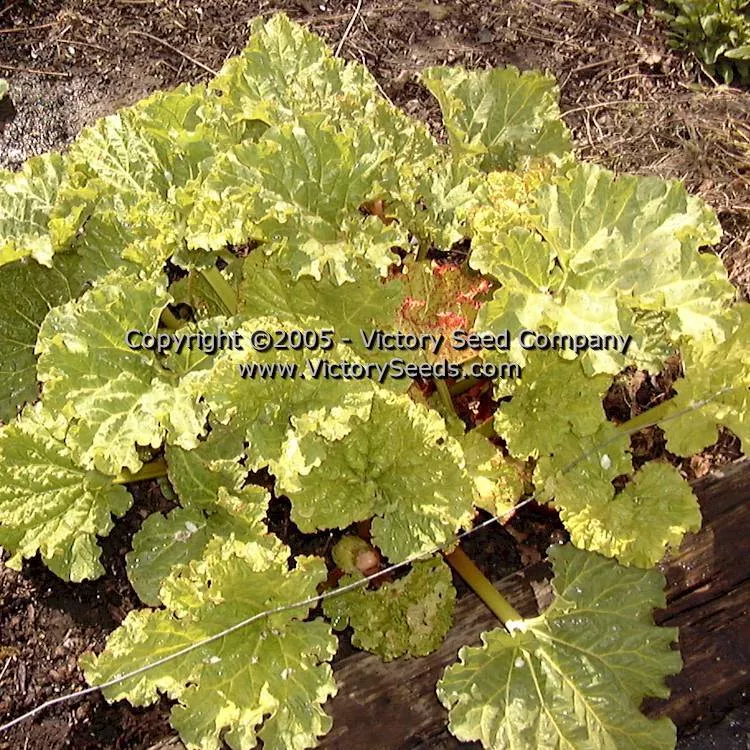 Victoria Rhubarb