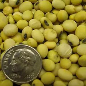 Belakaya Soybean
