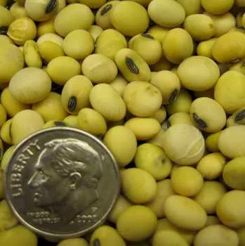 Belakaya Soybean