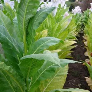 Golden Burley Tobacco