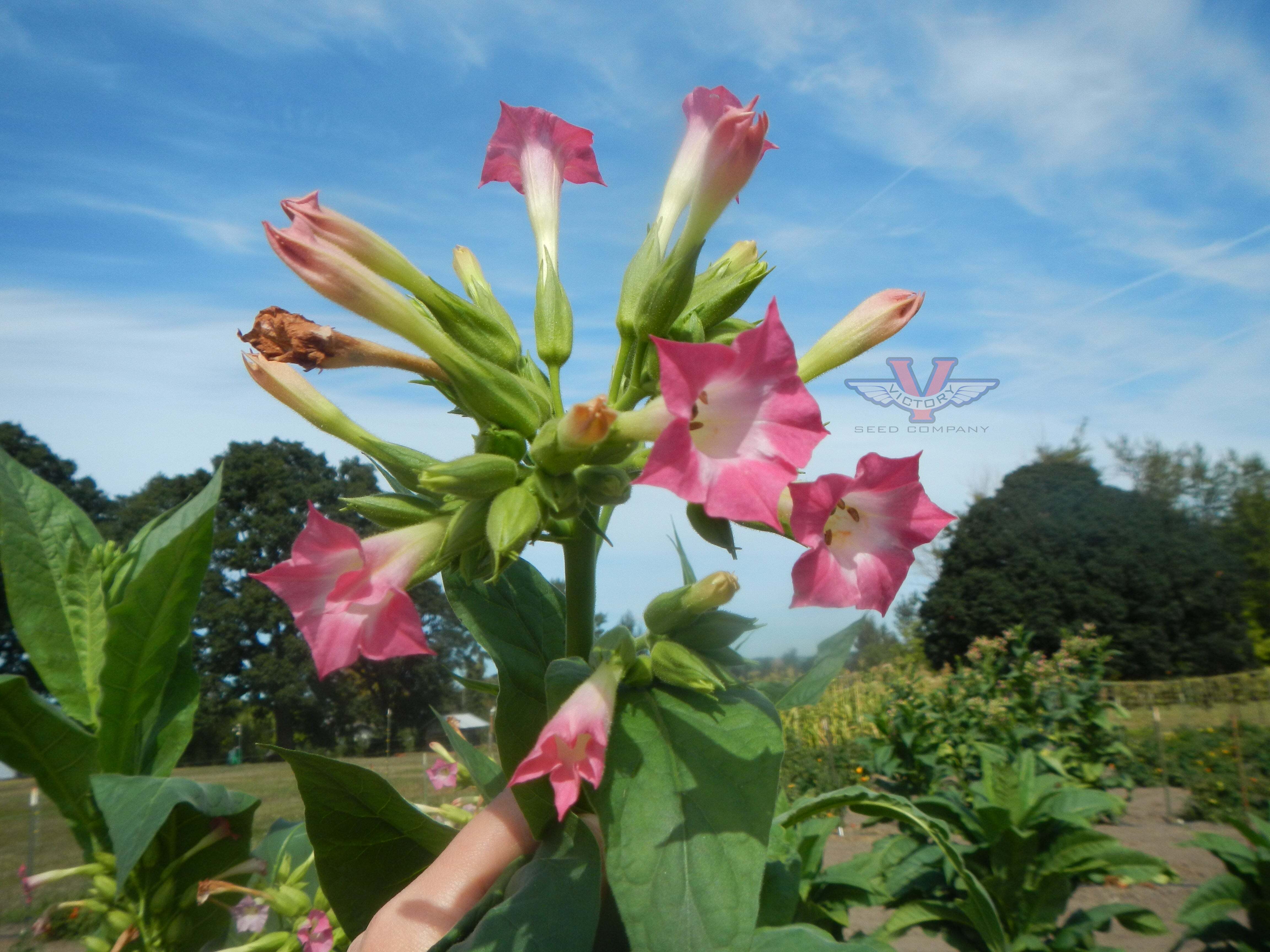 Hill Island Tobacco