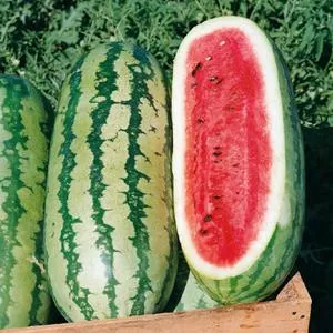 Georgia Rattlesnake Watermelon