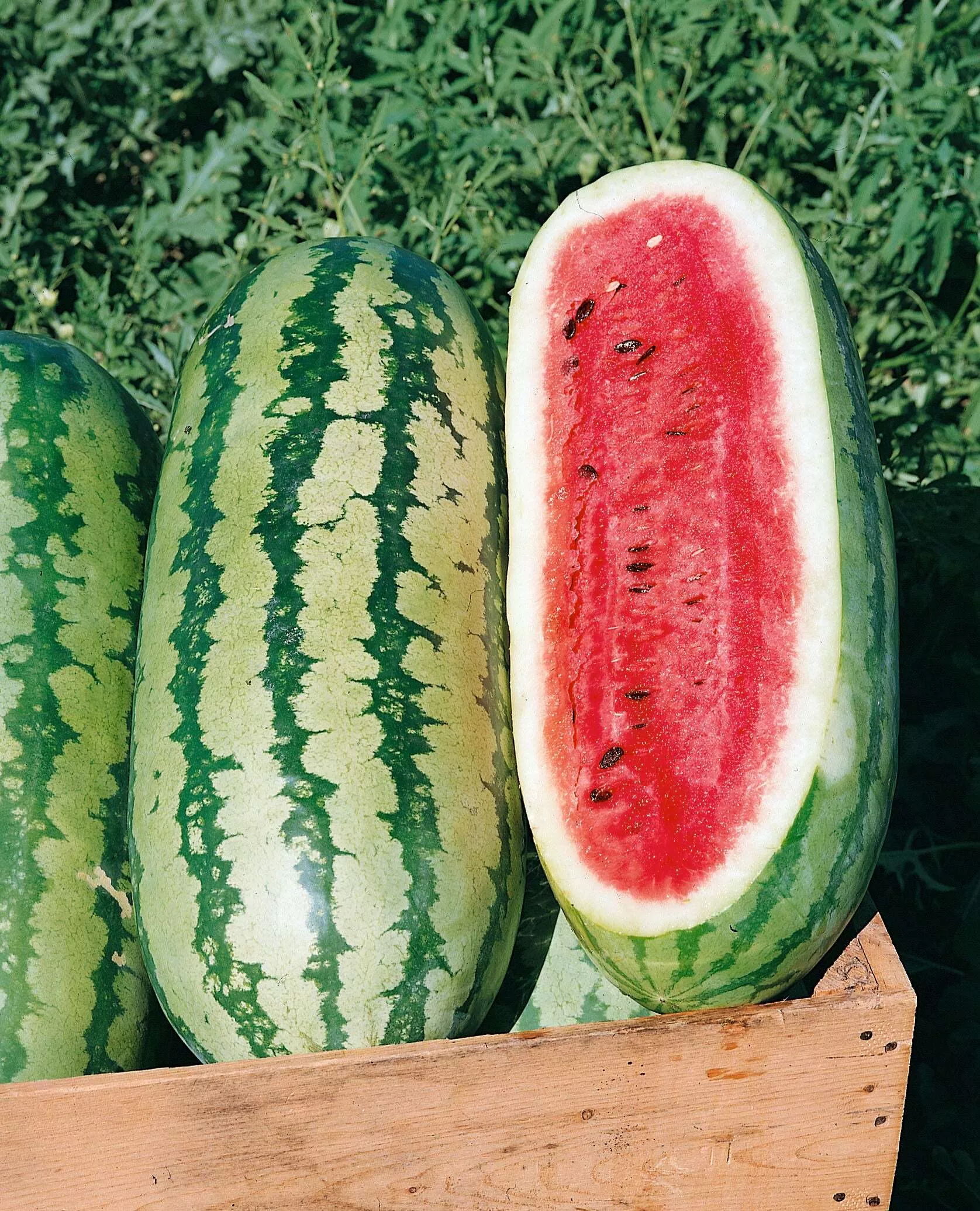Georgia Rattlesnake Watermelon