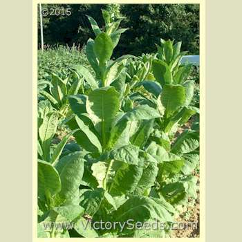 Dixie Shade Tobacco