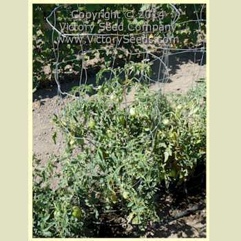 Zolotoe Serdtse Tomato
