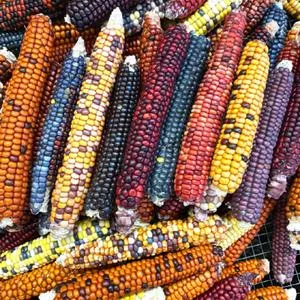 Painted Mountain Flour Corn - 12 row
