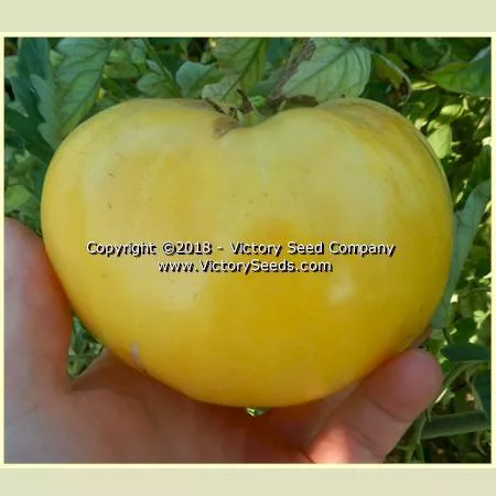White Wonder Tomato