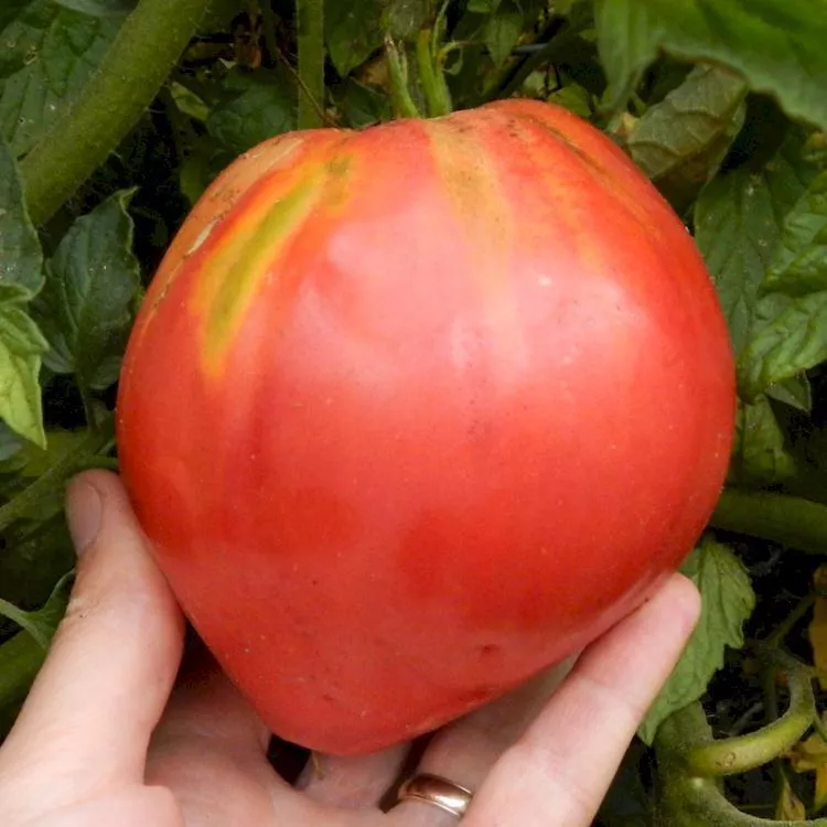 Giant Heart Climber Tomato