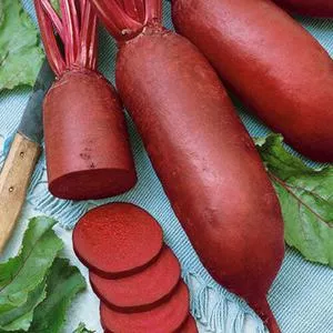 Cylindra Beet