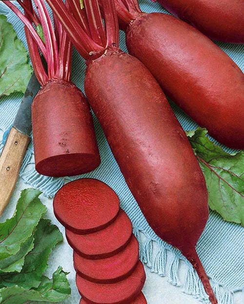 Cylindra Beet