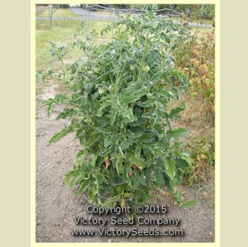 Livingston's Dwarf Stone Tomato