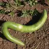 Cucuzzi Italian Edible Gourd