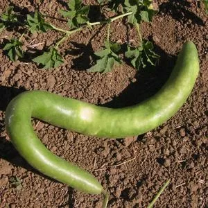 Cucuzzi Italian Edible Gourd