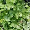 Coriander (Cilantro) - Slow Bolt