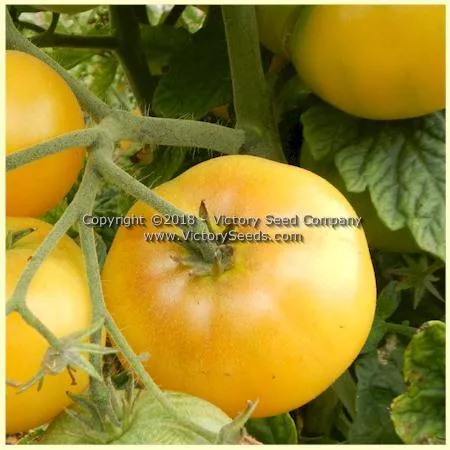 Dwarf Moliagul Moon Tomato