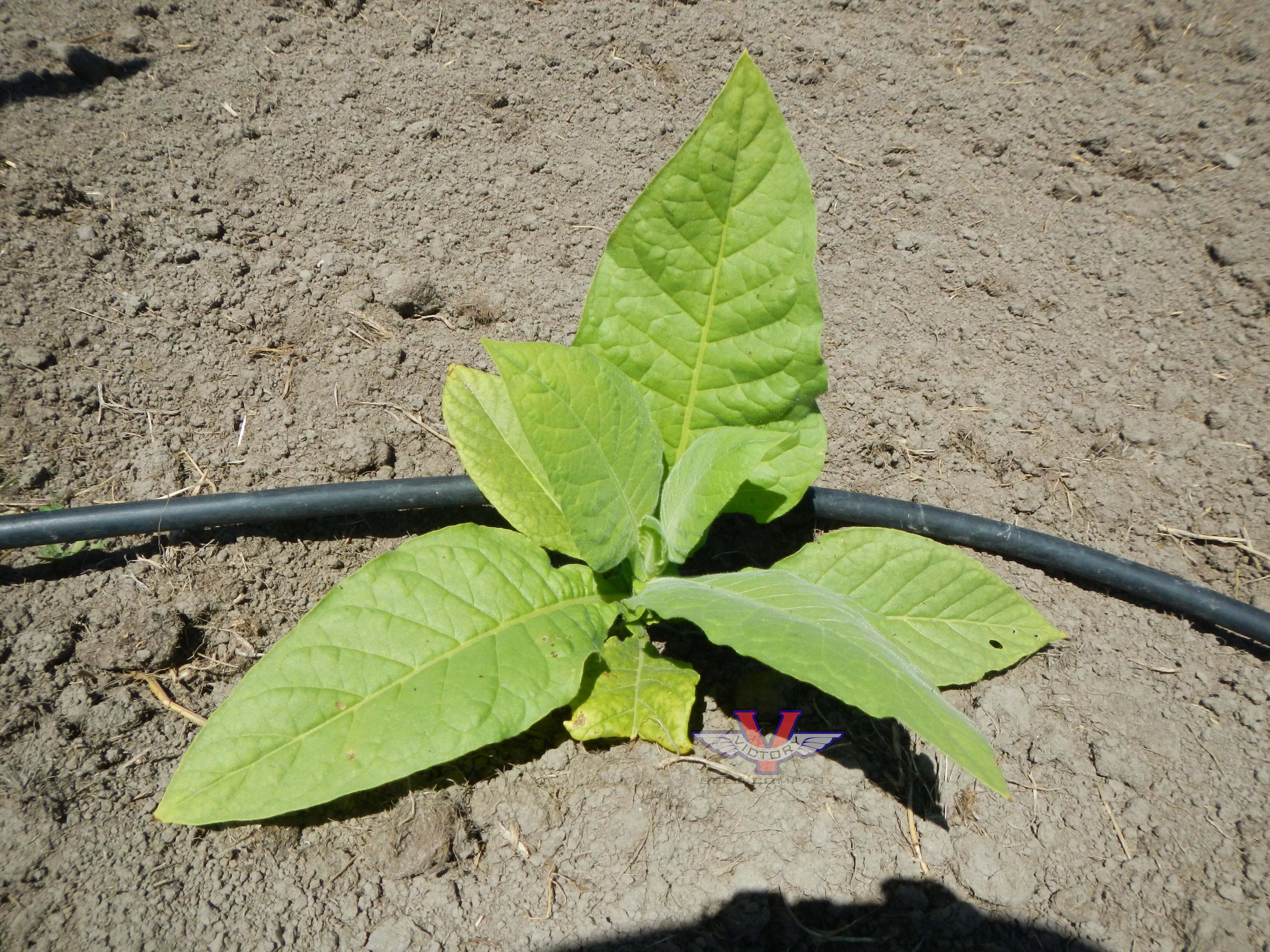 Jamaica Tobacco